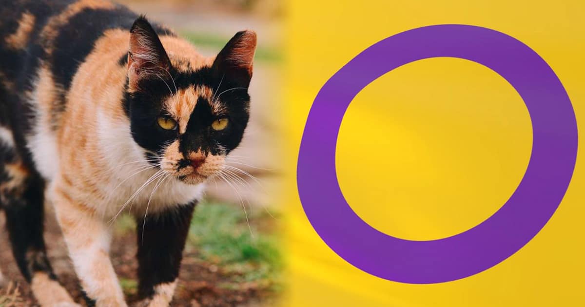 Gato calicó junto a una bandera intersexual