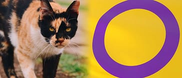 Gato calicó junto a una bandera intersexual