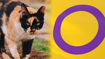Gato calicó junto a una bandera intersexual